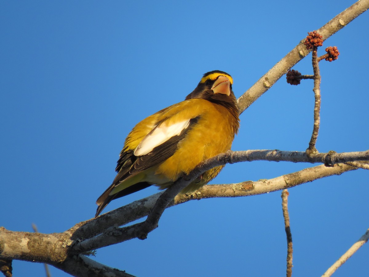 Evening Grosbeak - ML650546687