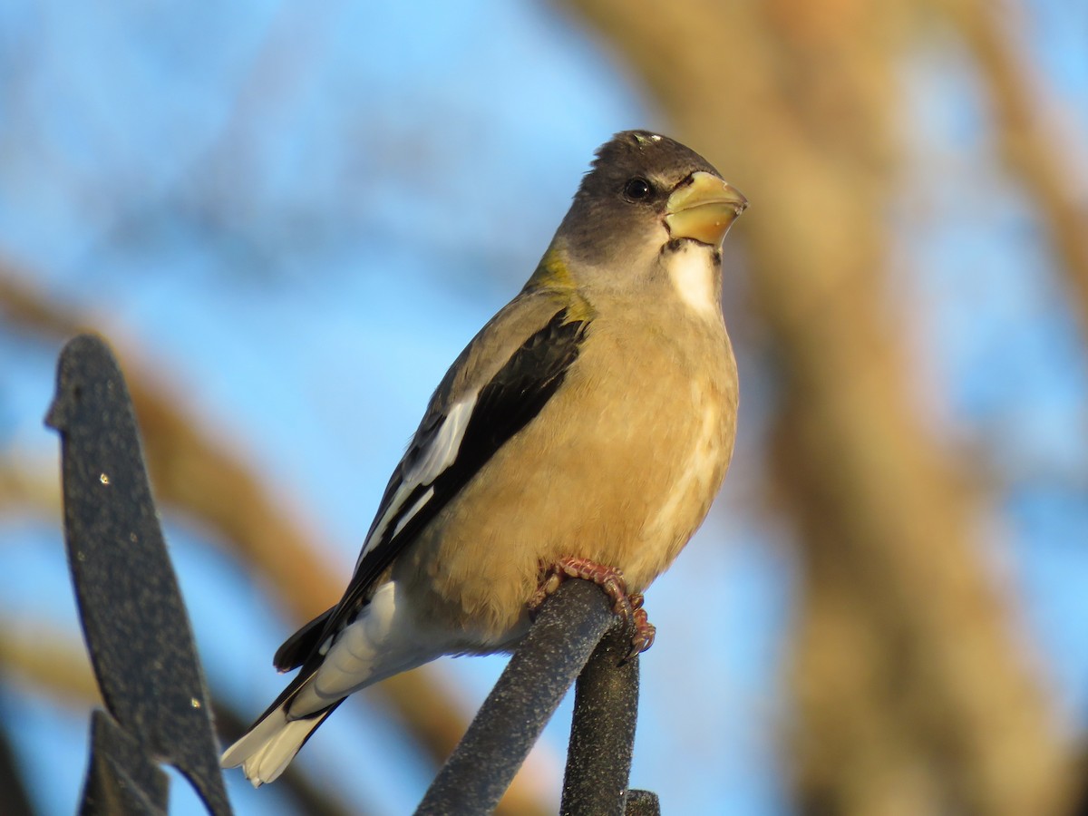 Evening Grosbeak - ML650546790