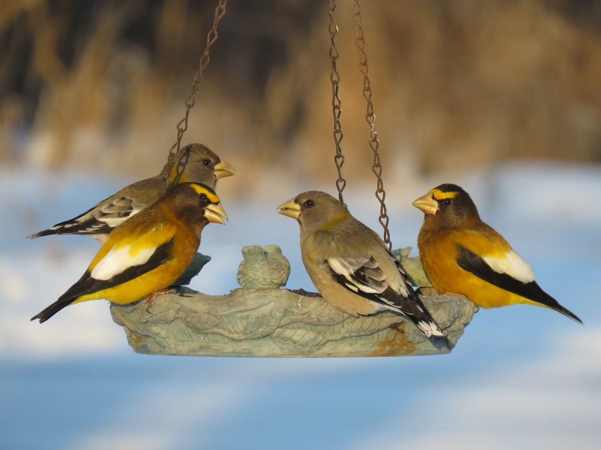 Evening Grosbeak - ML650546820