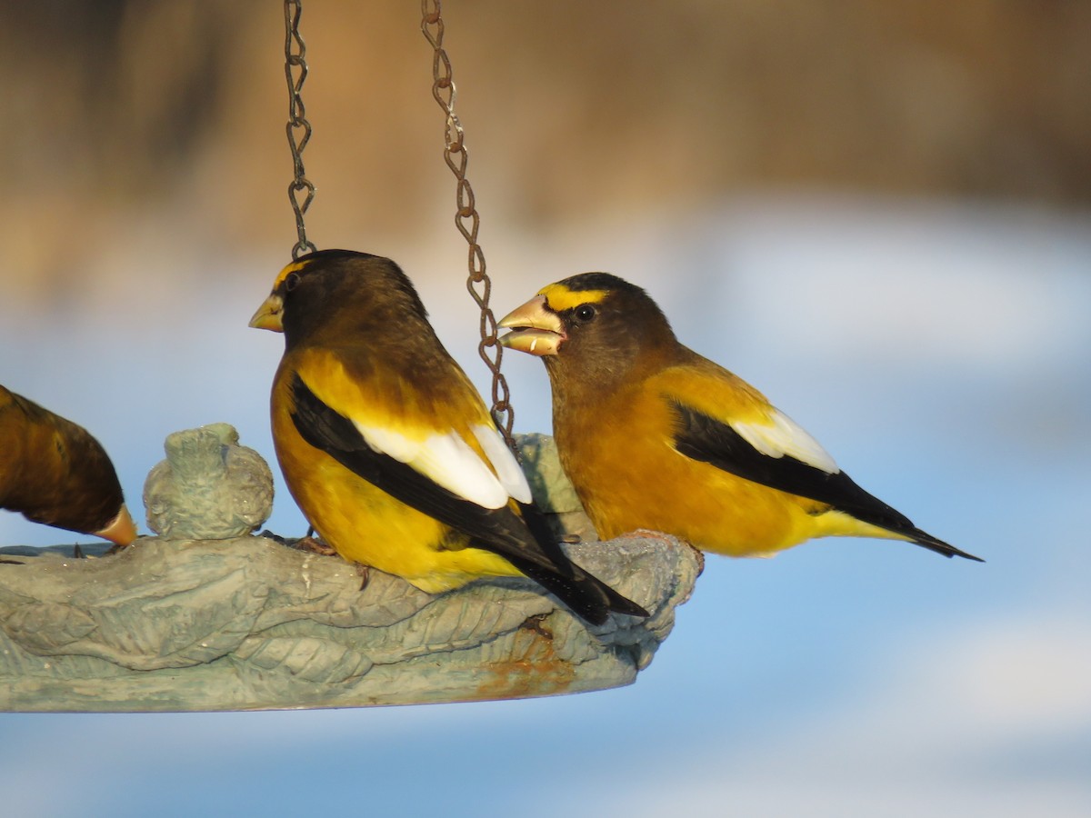 Evening Grosbeak - ML650546871