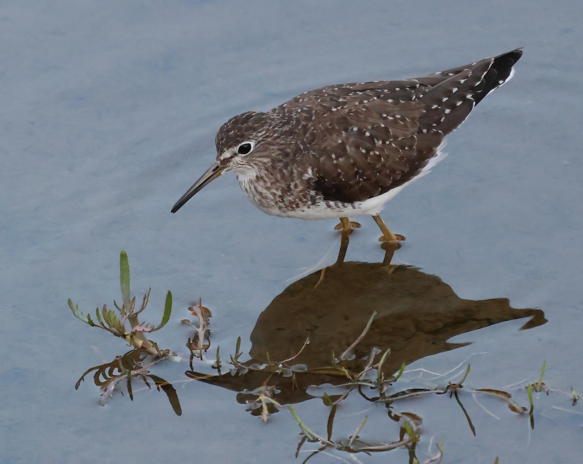 Solitary Sandpiper - ML650546932