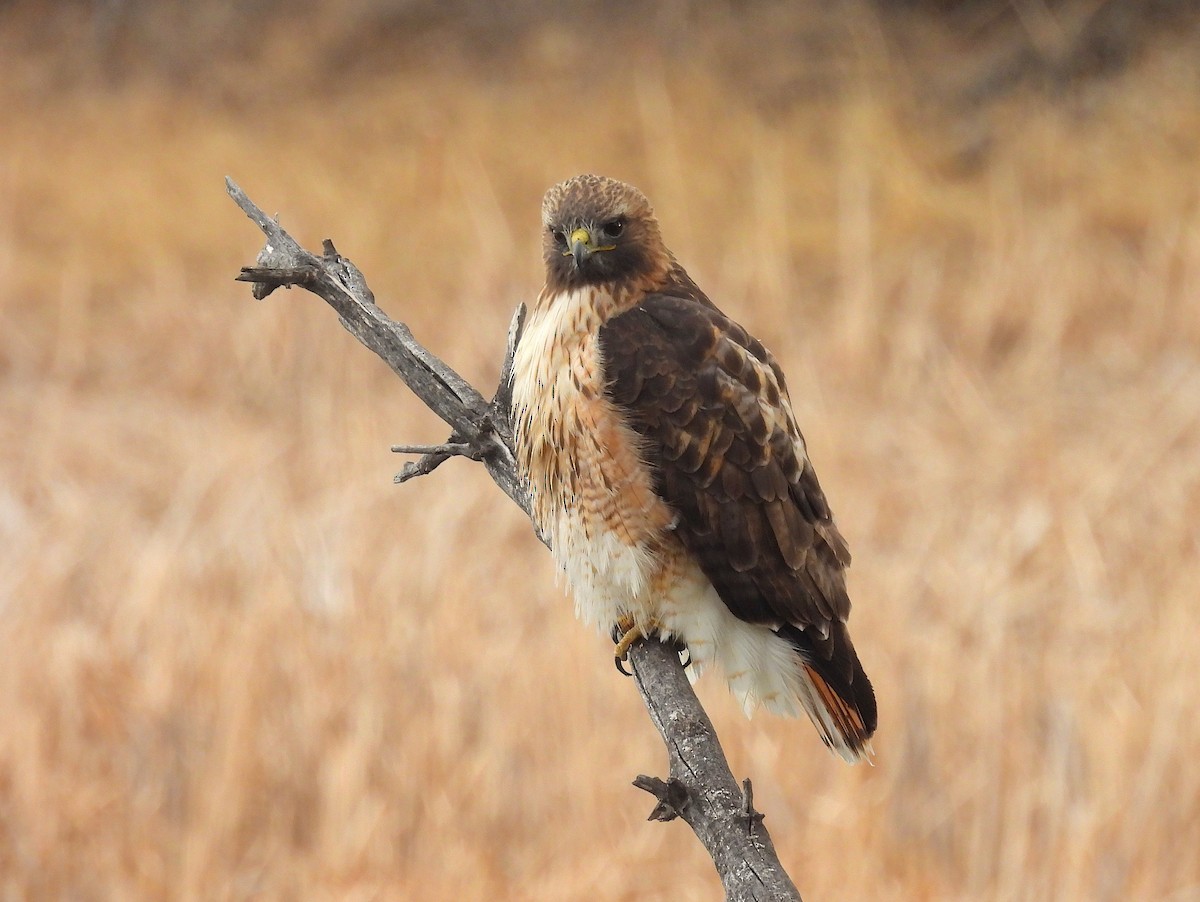 Red-tailed Hawk (calurus/alascensis) - ML650547006