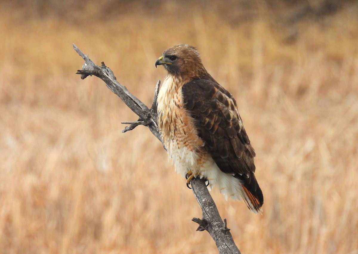 Red-tailed Hawk (calurus/alascensis) - ML650547014