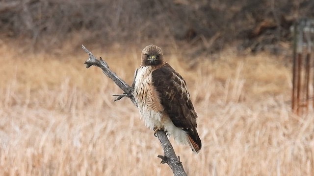 Red-tailed Hawk (calurus/alascensis) - ML650547022