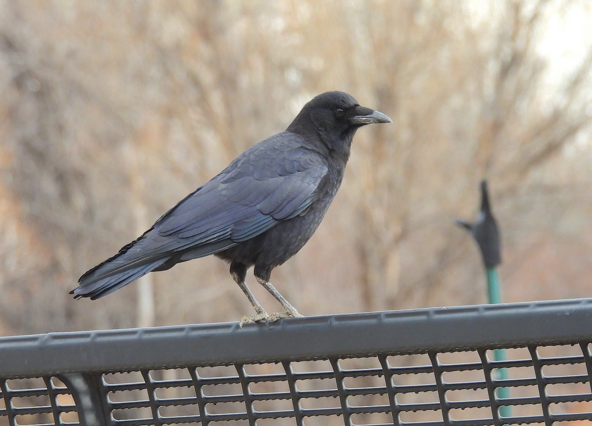 American Crow - ML650547036