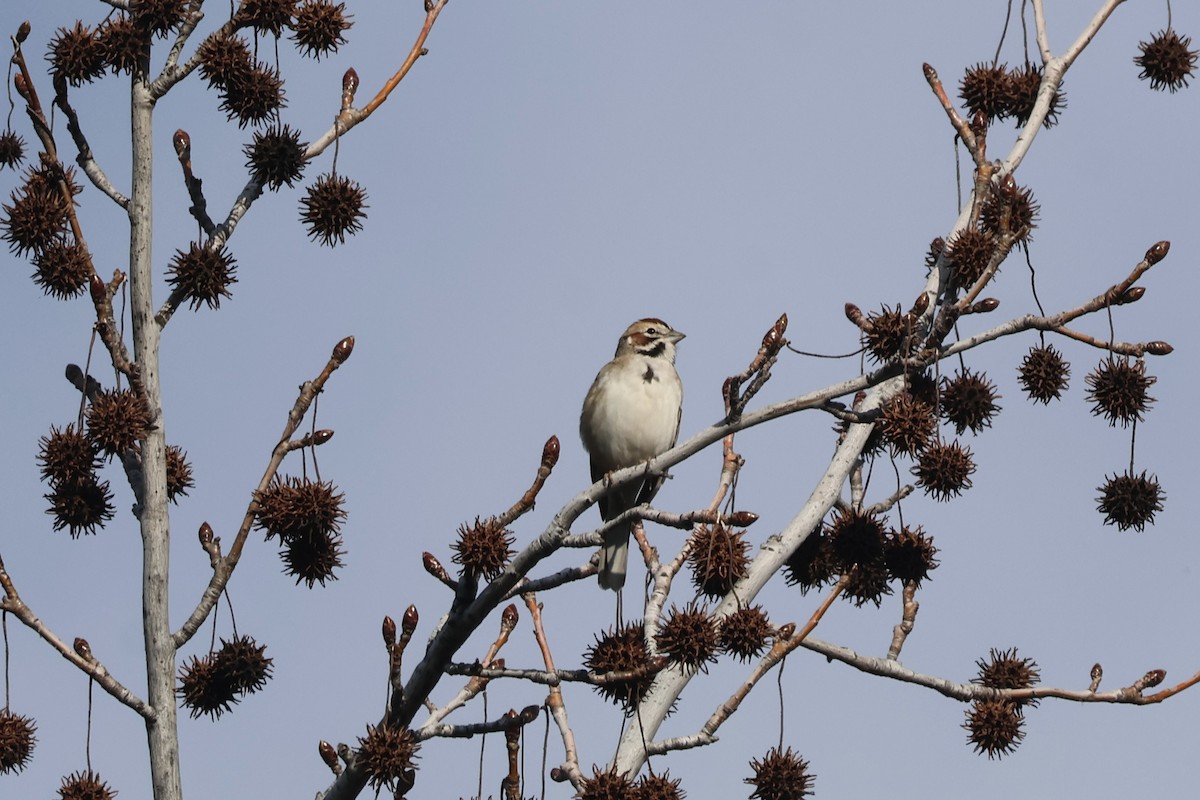 Прерийная овсянка - ML650547040