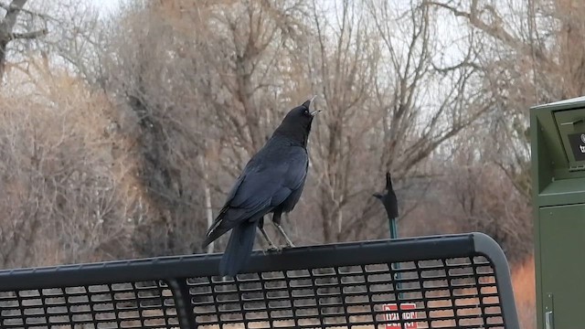 American Crow - ML650547045