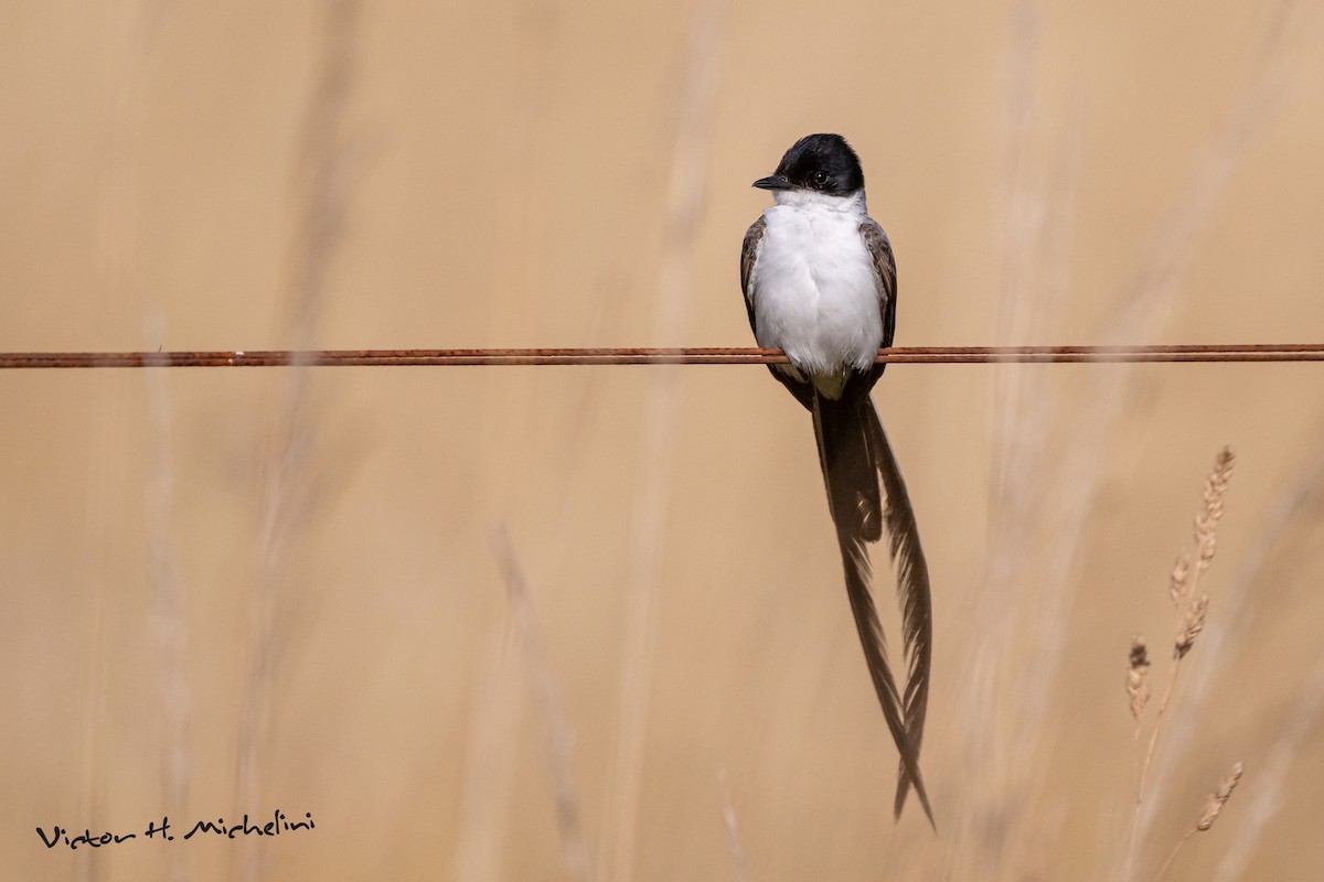 Вилохвостый тиранн - ML650547049