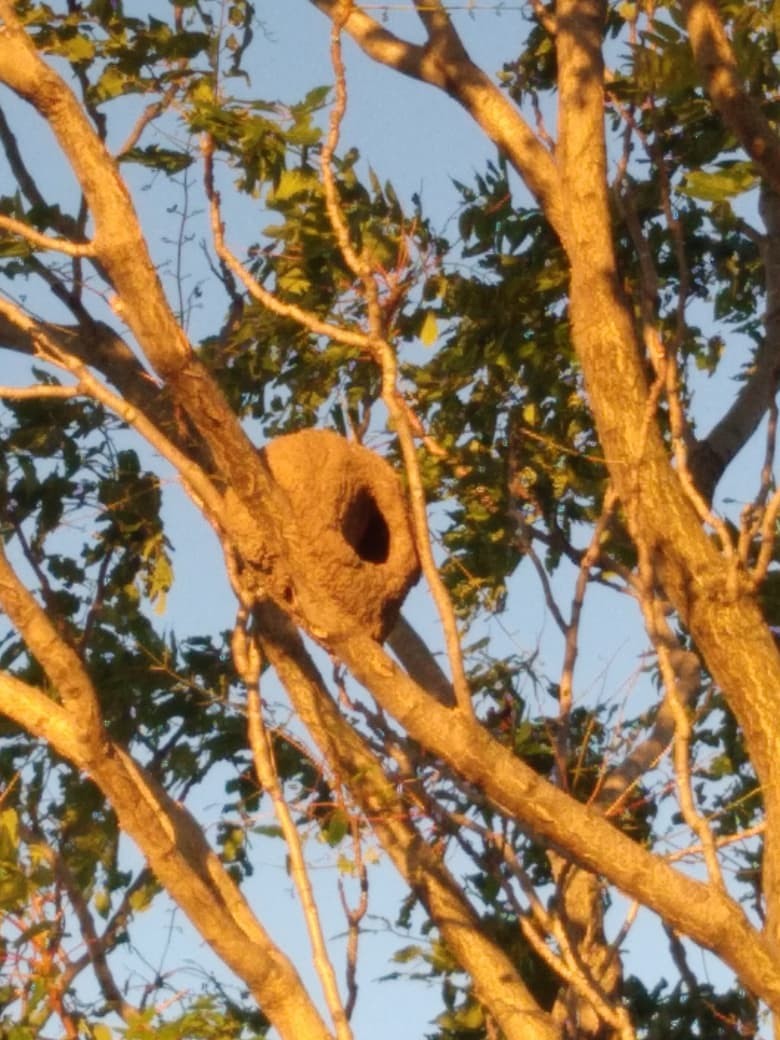 Рыжий печник - ML650547051