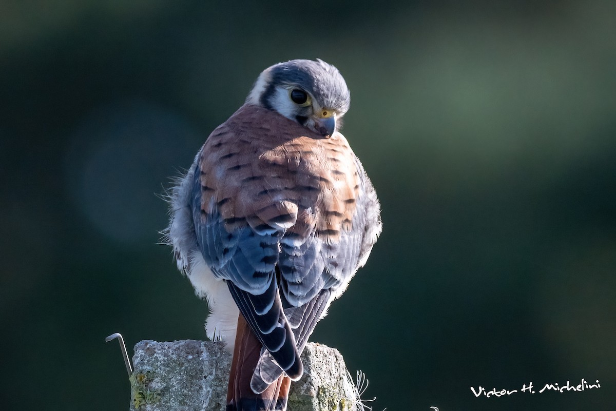 Воробьиная пустельга - ML650547053