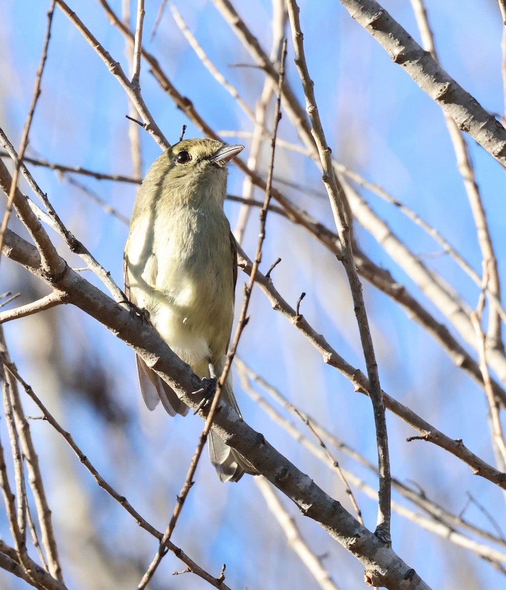 Короткоклювый виреон - ML650547054