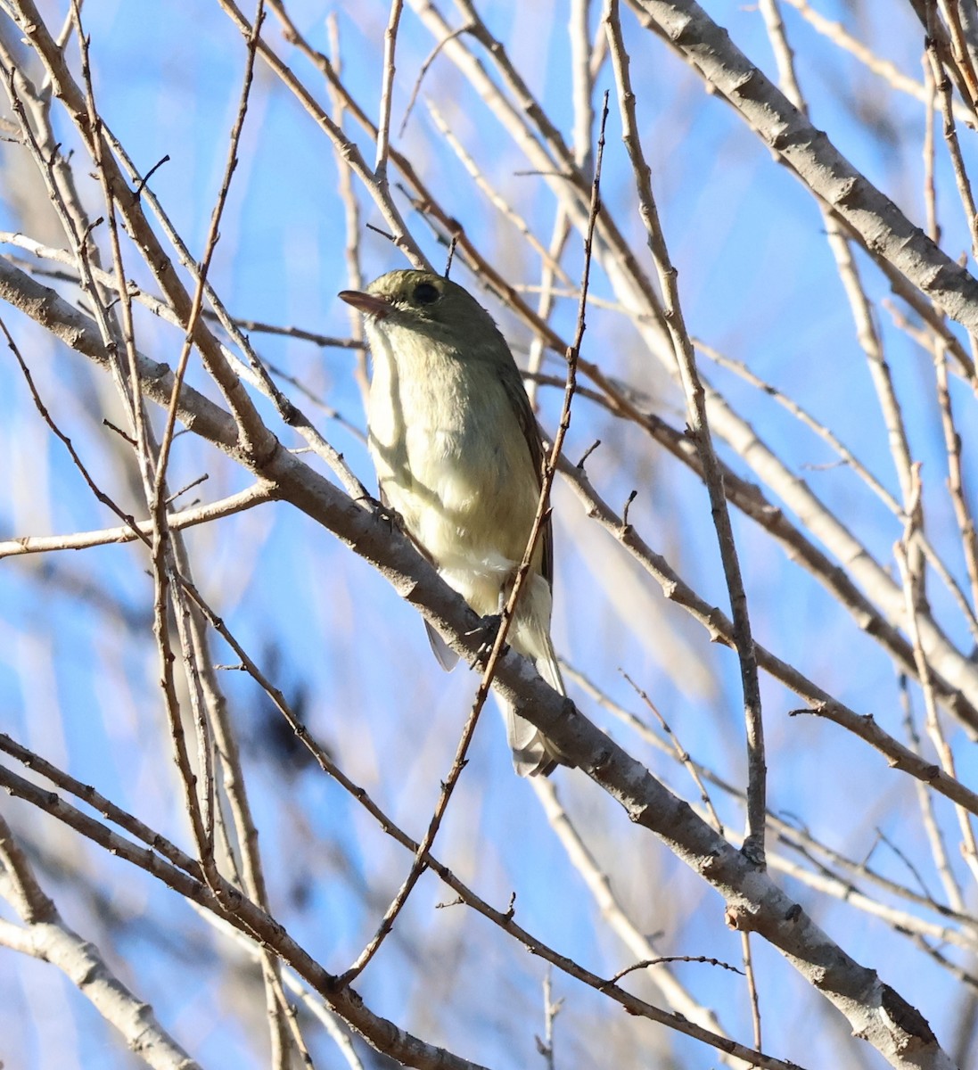Короткоклювый виреон - ML650547055