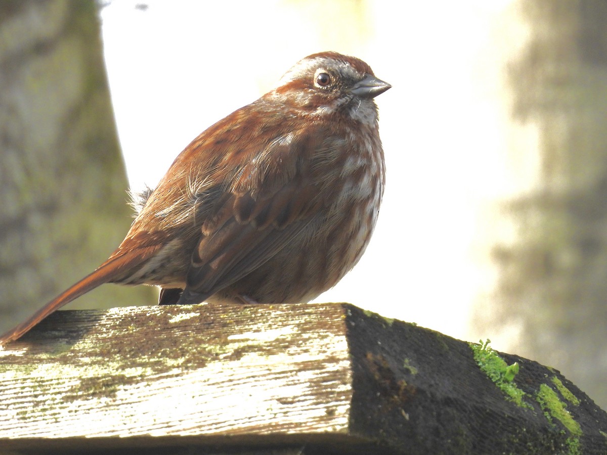 Певчая овсянка - ML650547056