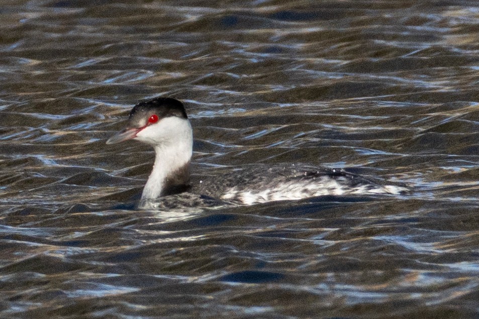 Horned Grebe - ML650547061