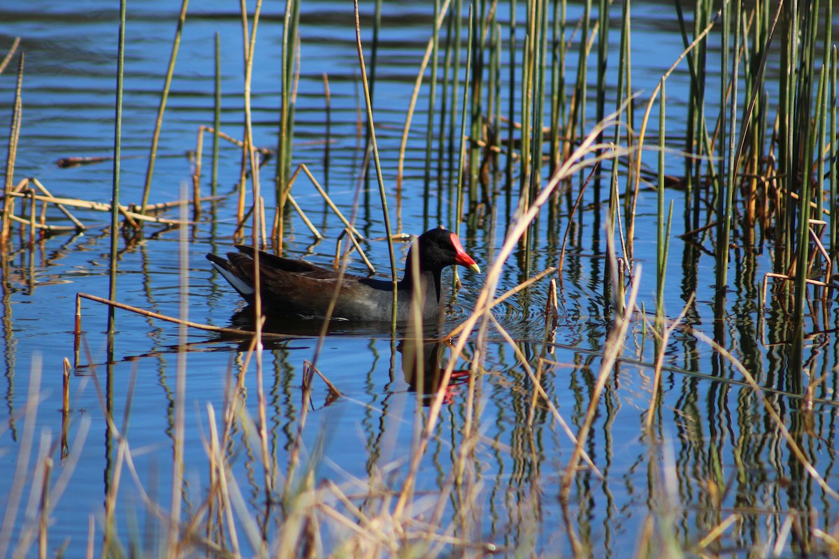 Американская камышница - ML650547062