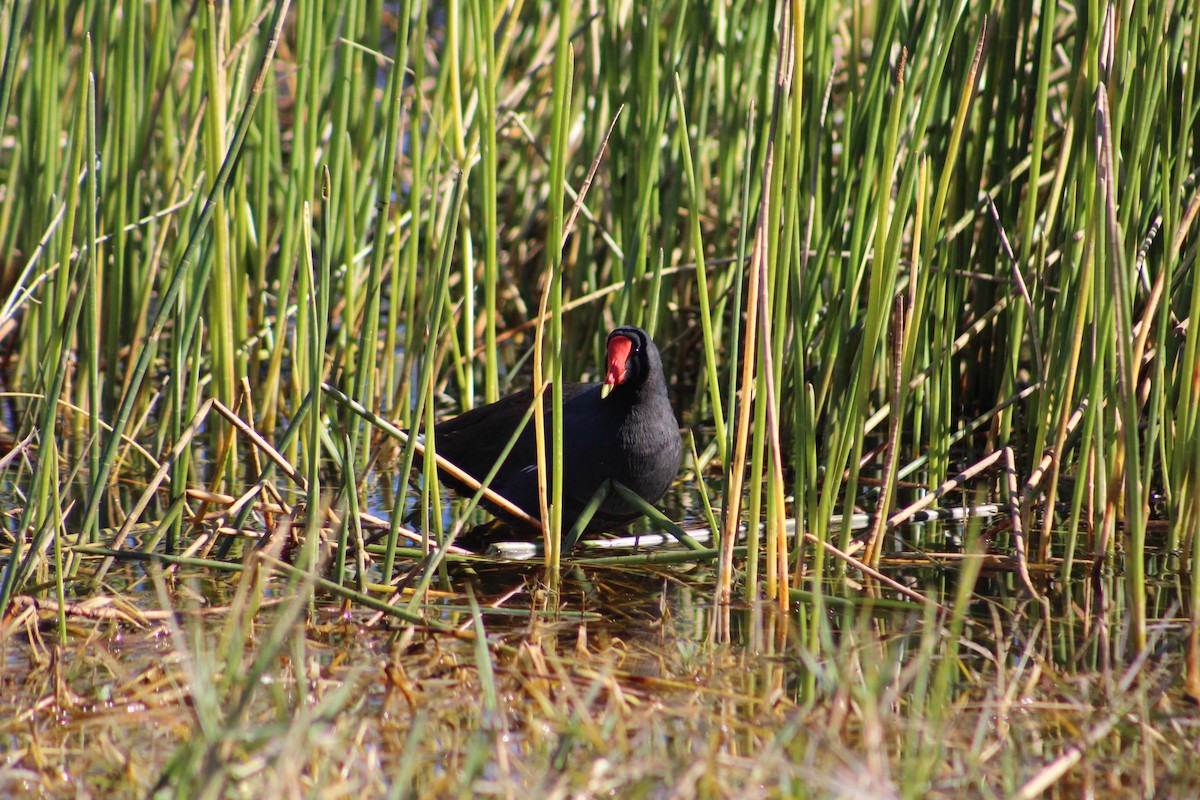 Американская камышница - ML650547063