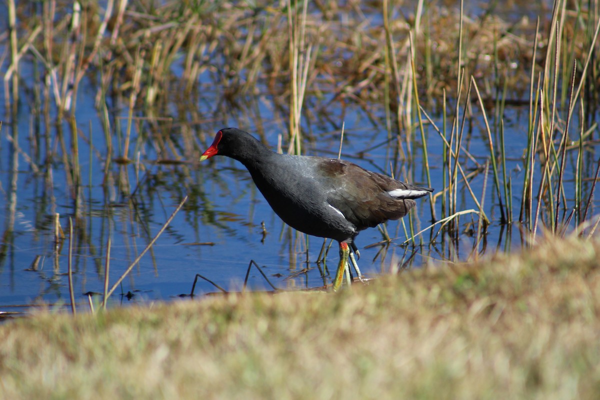 Американская камышница - ML650547064