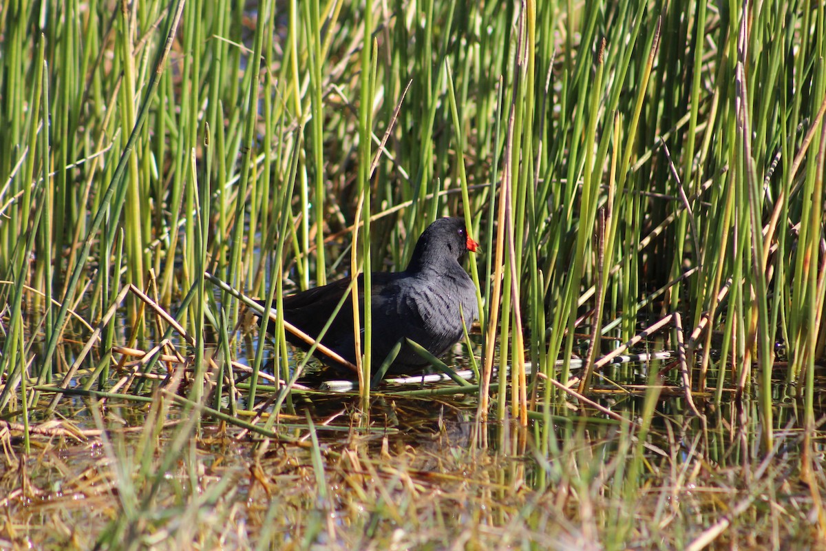 Американская камышница - ML650547065