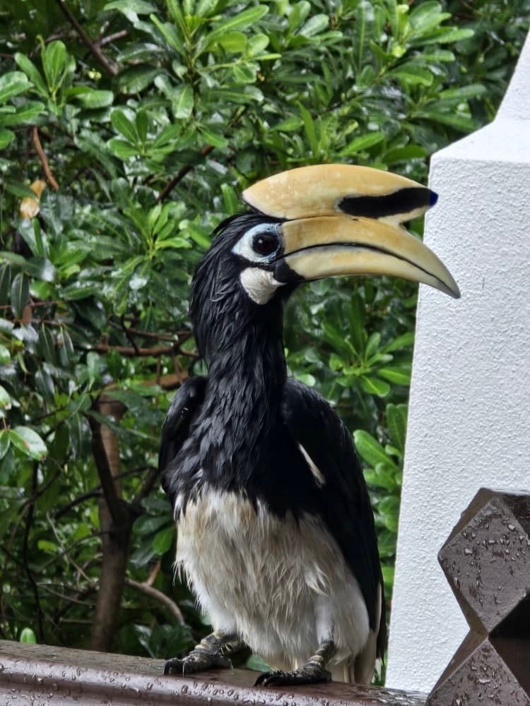 Белоклювая птица-носорог - ML650547068