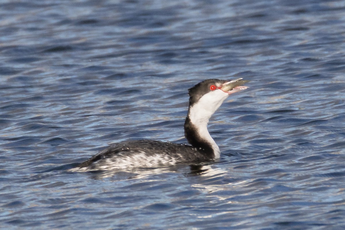 Horned Grebe - ML650547071