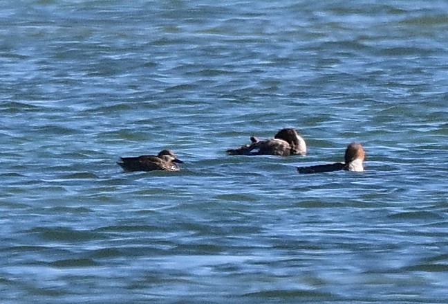 Синекрылый чирок - ML650547072