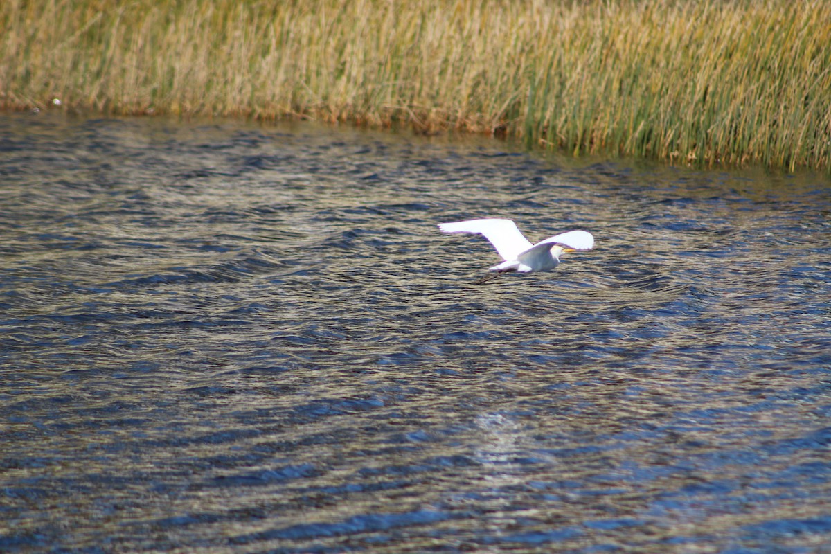 Египетская цапля - ML650547077