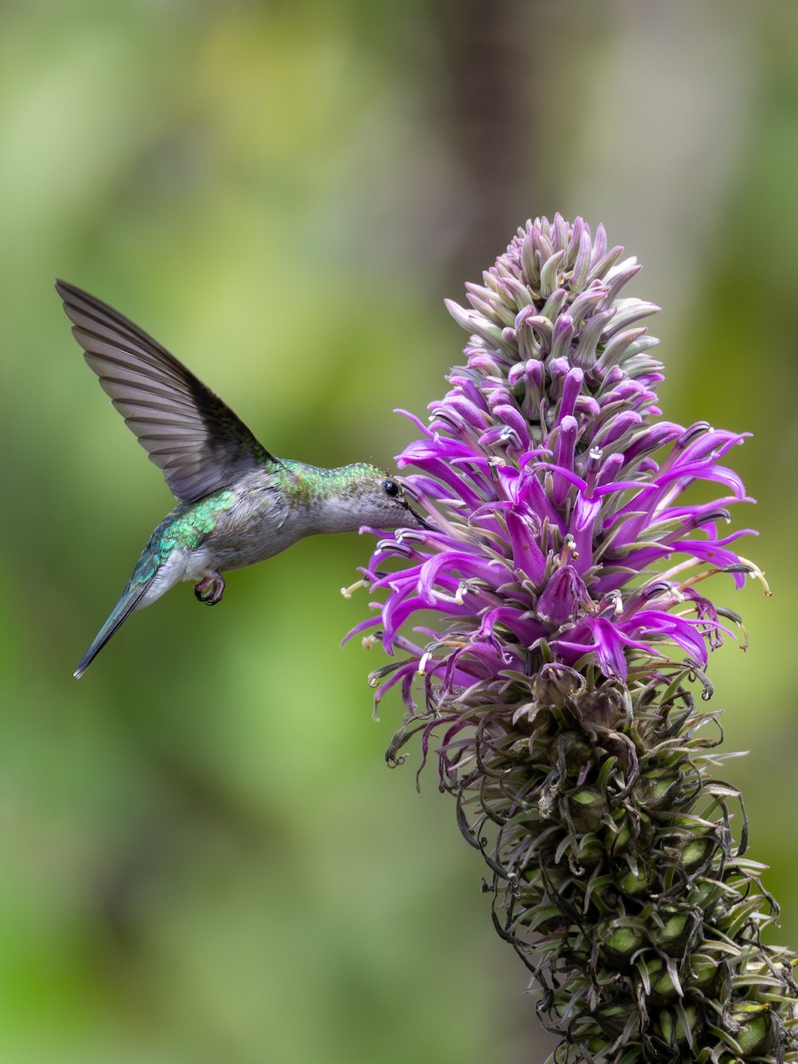 Ласточкохвостая талурания - ML650547081