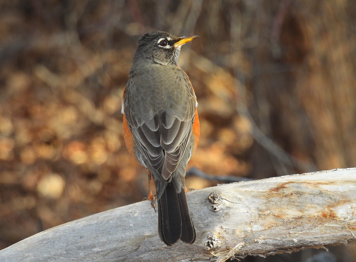 Странствующий дрозд - ML650547085