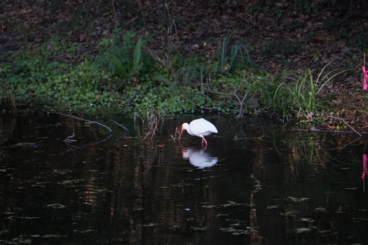 Белый ибис - ML650547086