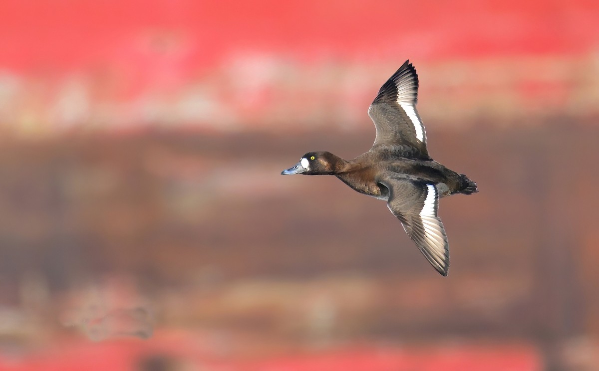 Гоголь - ML650547087