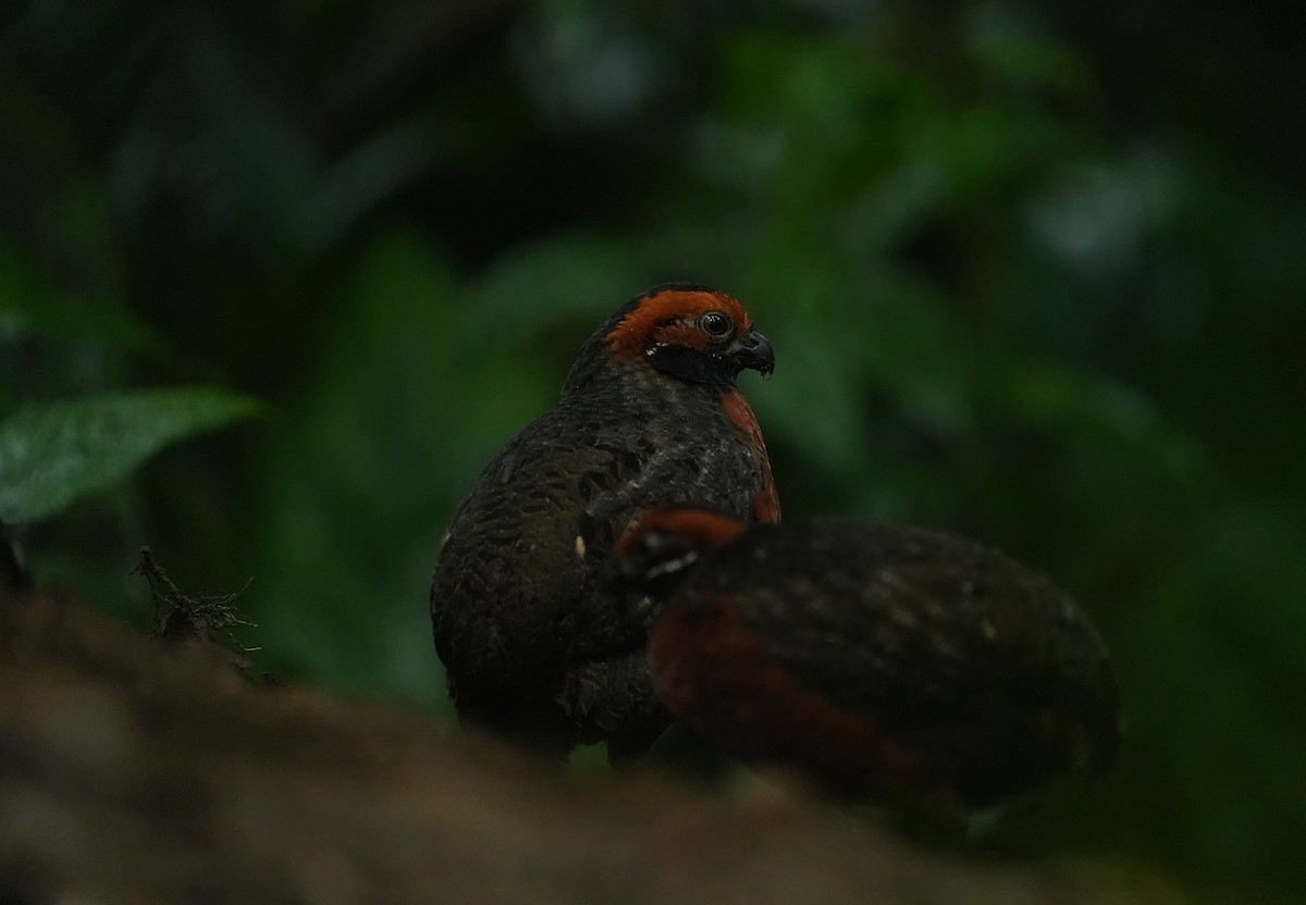 Краснолобый зубцеклювый перепел - ML650547088