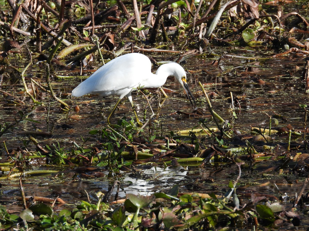 Снежная цапля - ML650547089