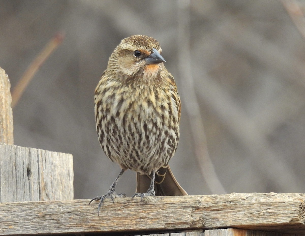 Red-winged Blackbird - ML650547107