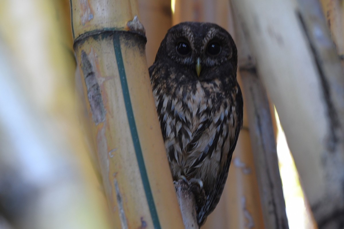 demonugle - ML650547340