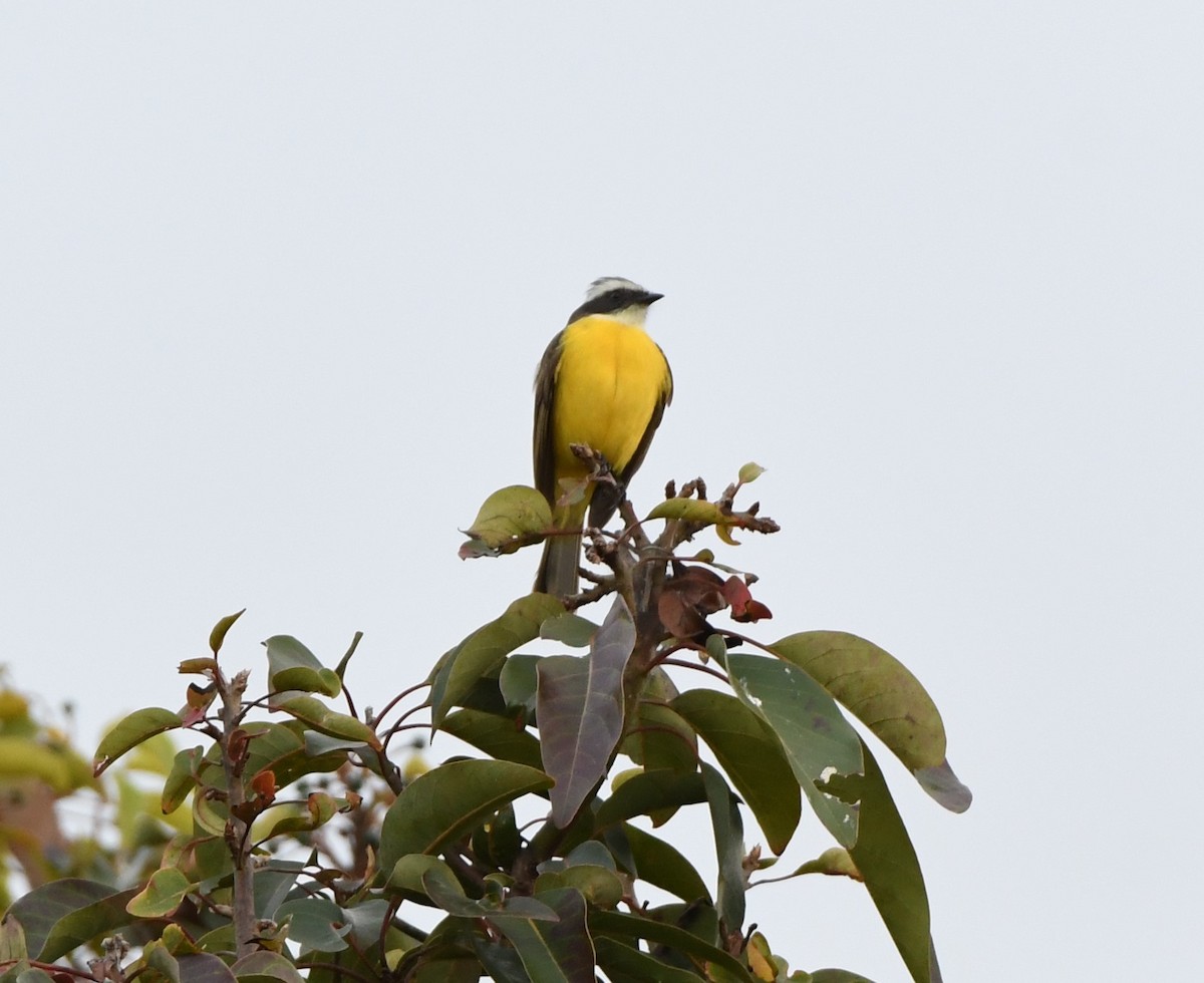 haciendatyrann - ML650547353