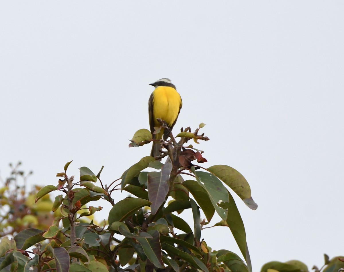 haciendatyrann - ML650547354