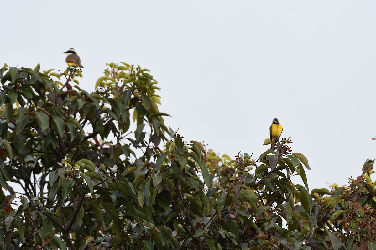 haciendatyrann - ML650547356