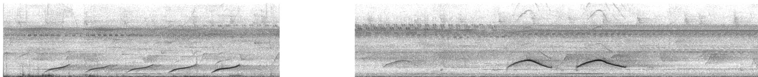 Black-capped Donacobius - ML650547713