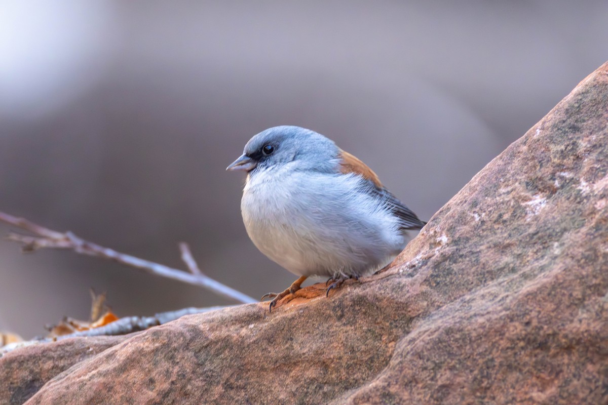 Dark-eyed Junco - ML650548417