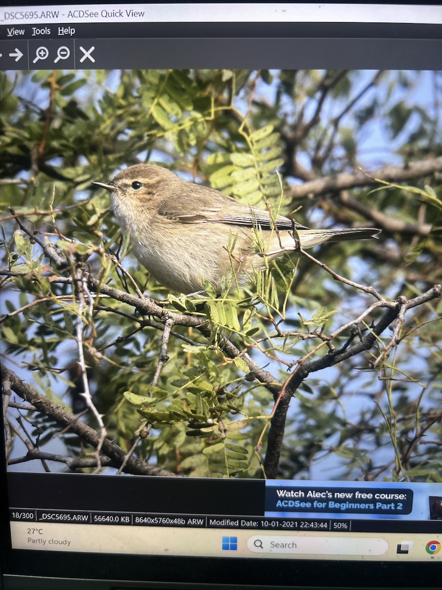 Luì piccolo - ML650548475