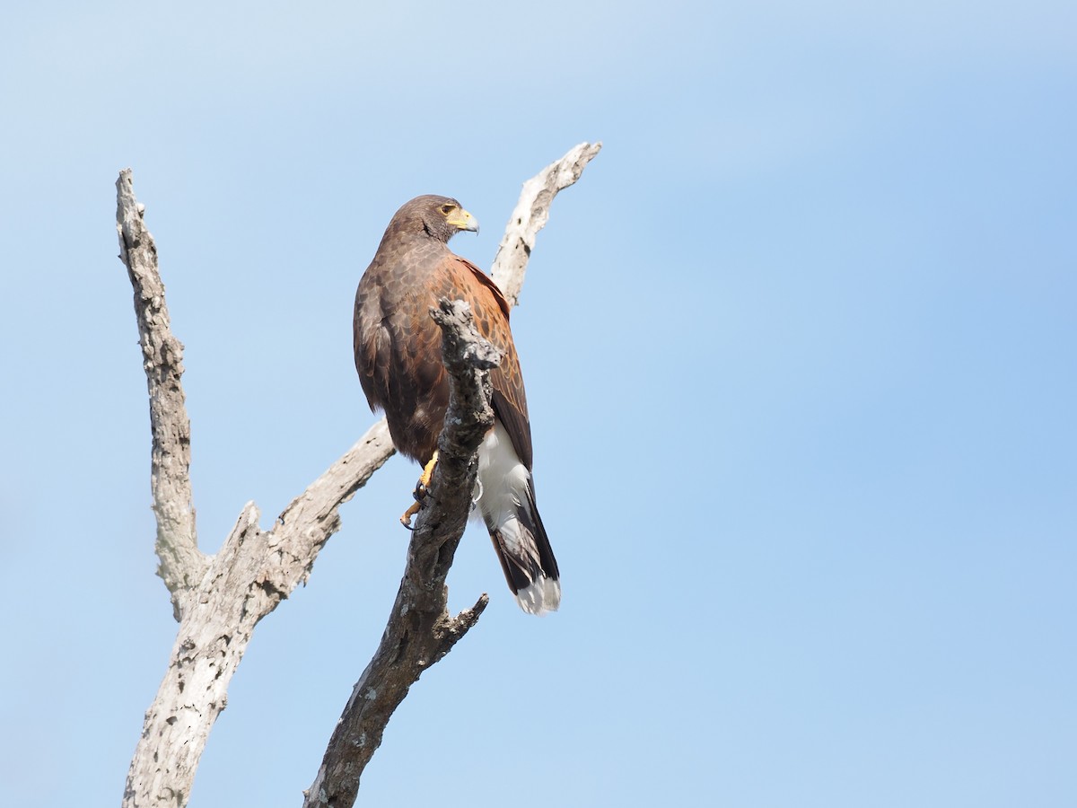 Harris's Hawk - ML650548623