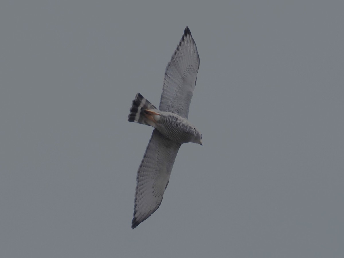 Gray Hawk - ML650548655