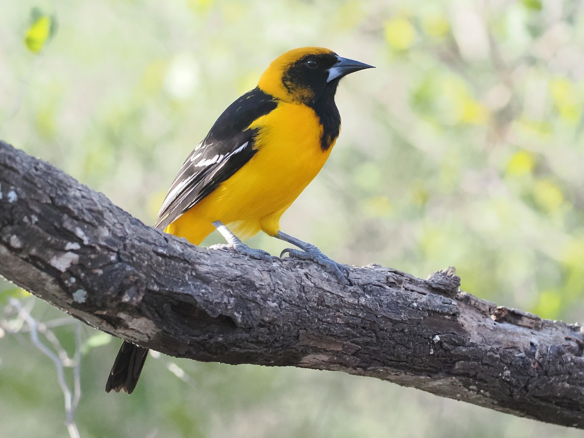 Altamira x Audubon's Oriole (hybrid) - ML650548688