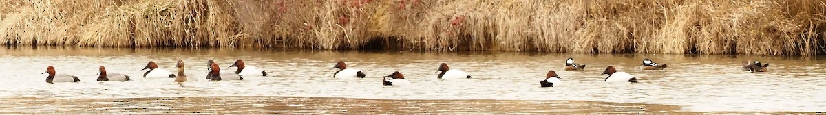 Canvasback - ML650548772