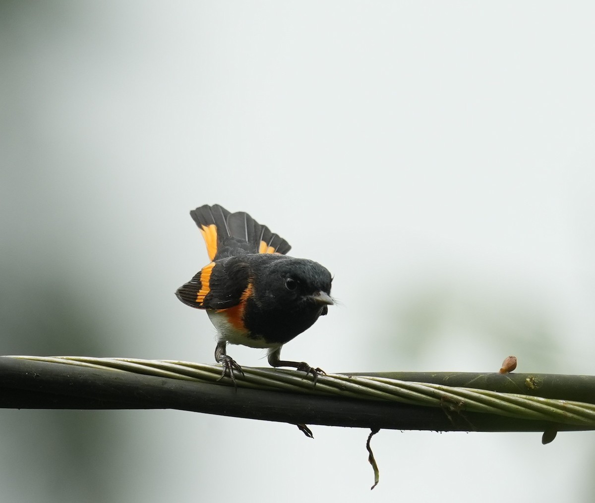 Горихвостковая древесница - ML650548990