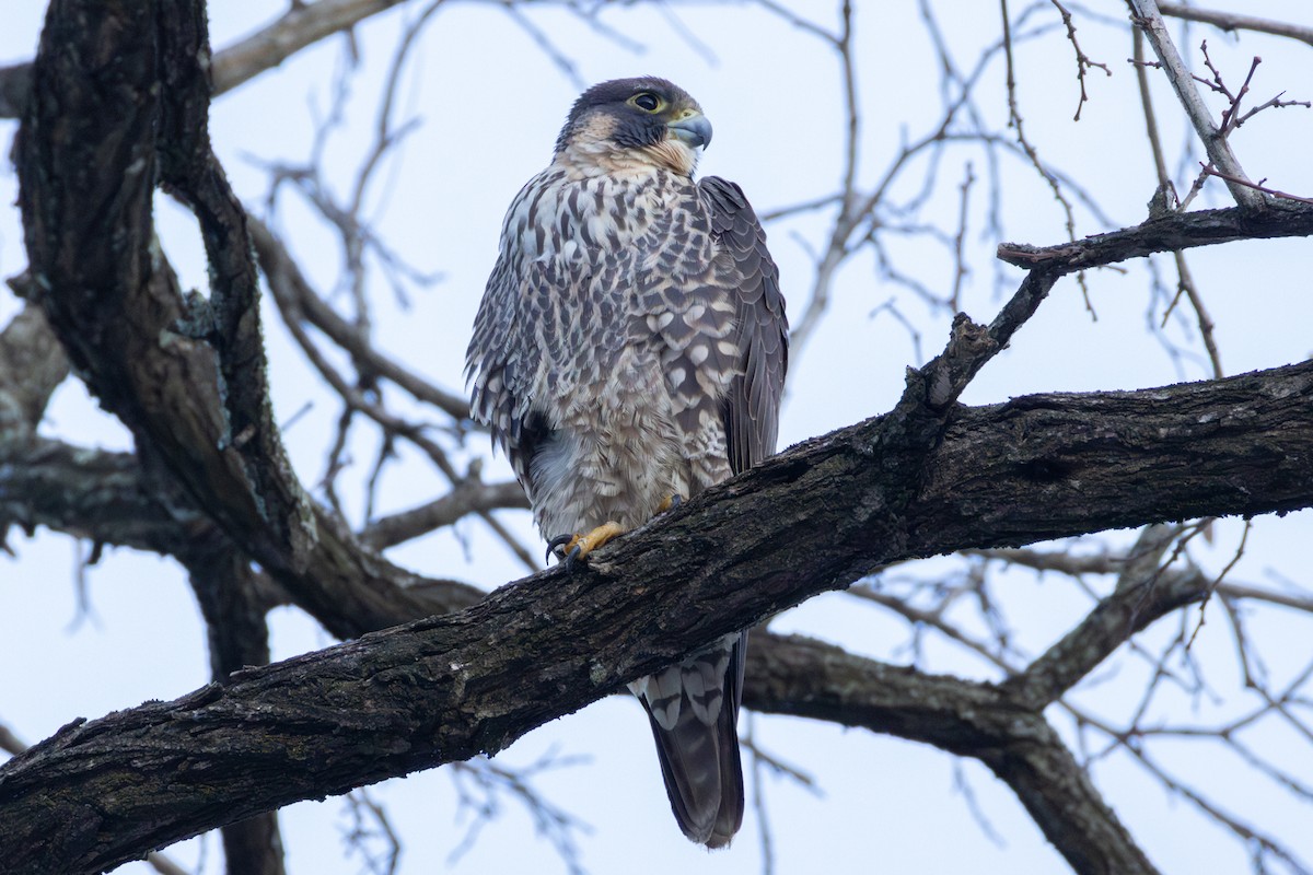 Peregrine Falcon - James Baker