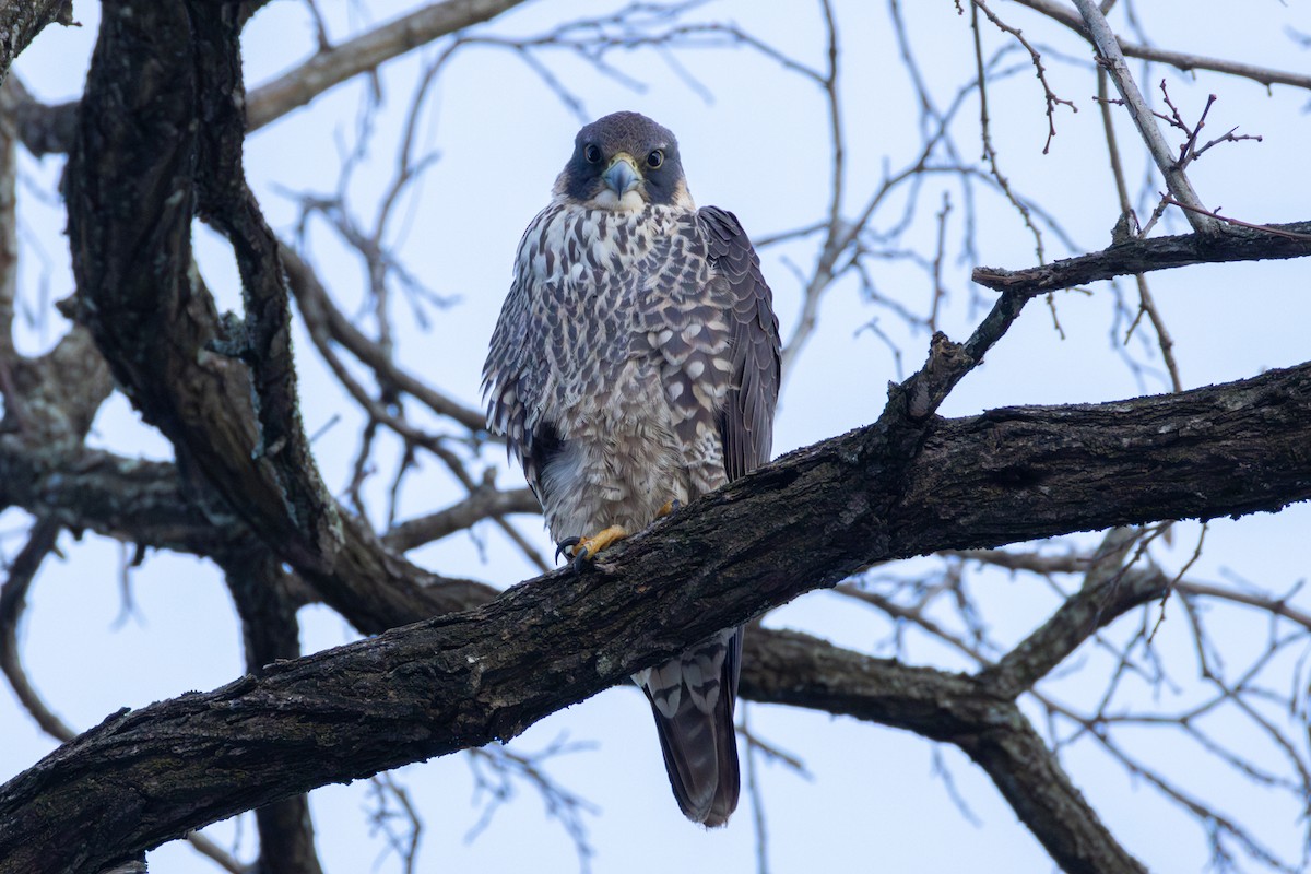 Peregrine Falcon - James Baker