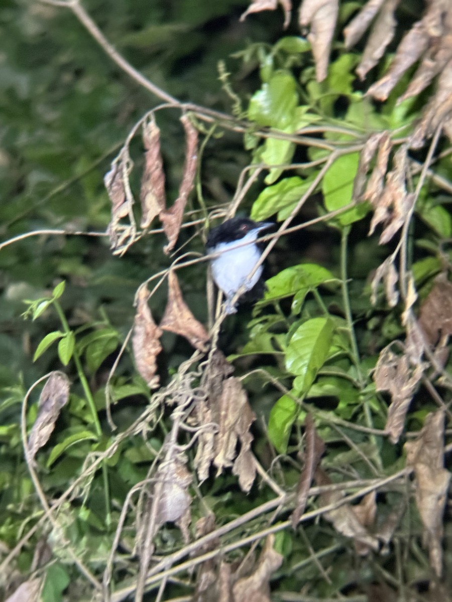 Great Antshrike - ML650549216