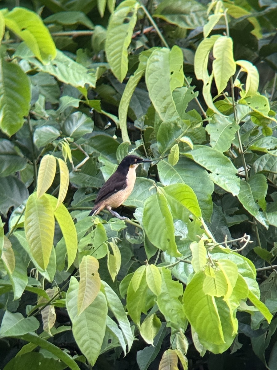 Black-capped Donacobius - ML650549231