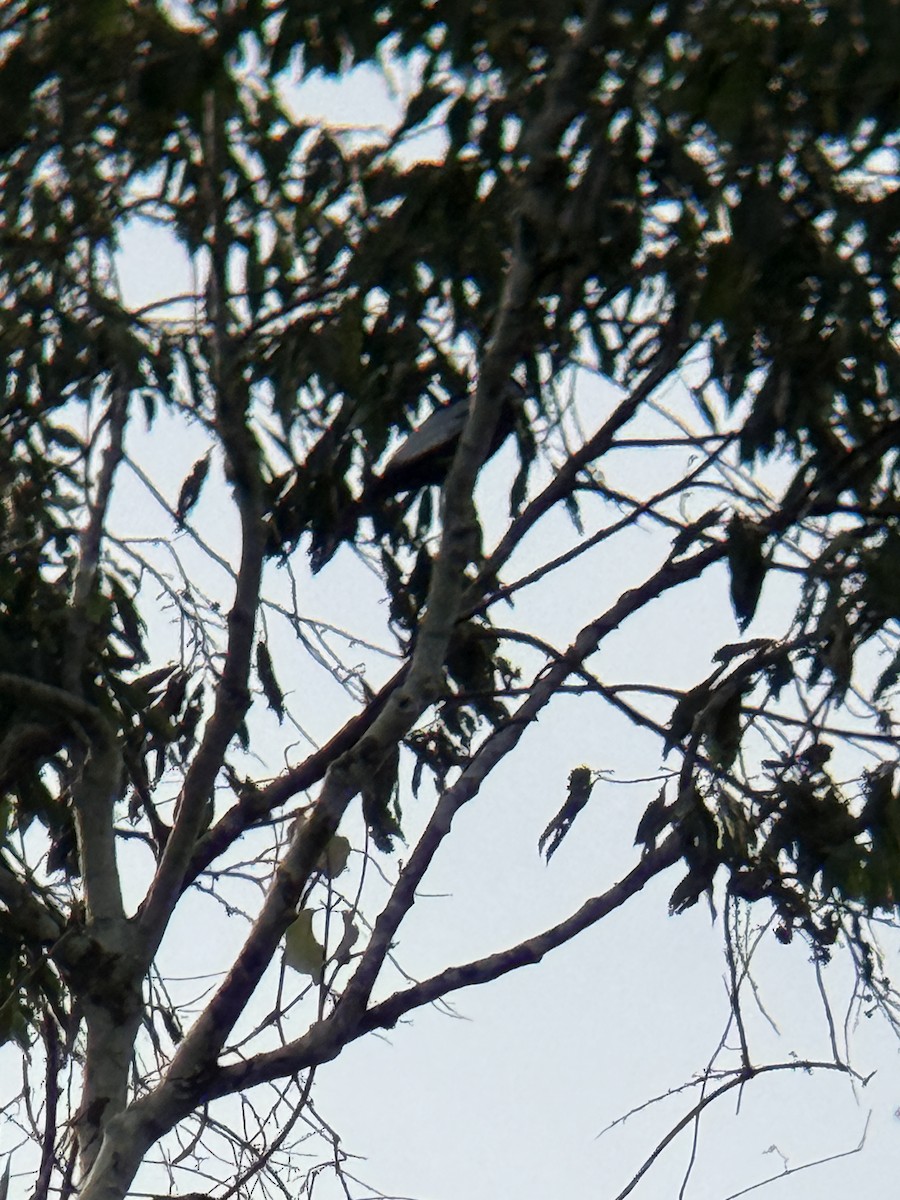 Bare-necked Fruitcrow - ML650549233